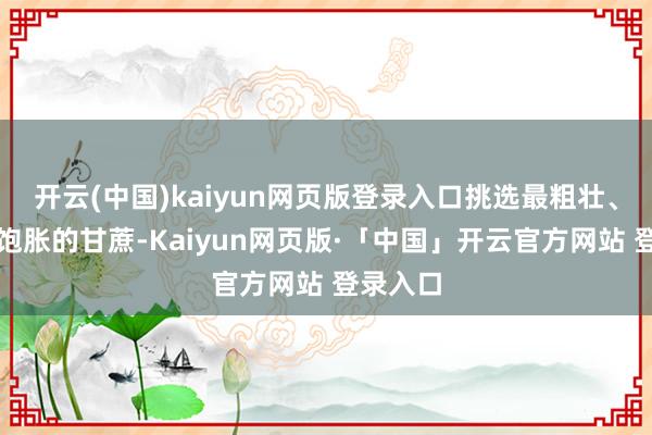 开云(中国)kaiyun网页版登录入口挑选最粗壮、汁水最饱胀的甘蔗-Kaiyun网页版·「中国」开云官方网站 登录入口